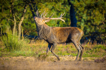 Male red deer, cervus elaphus, rutting during sunset