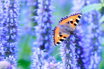 Aglais urticae small tortoiseshell butterfly isolated by nature