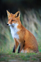 Wild red fox, vulpes vulpes, foraging in a meadow