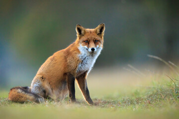 Wild red fox, vulpes vulpes, foraging in a meadow