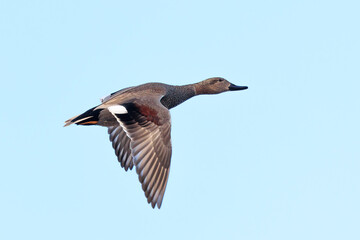 Flying Gadwall female, Mareca strepera, duck, portrait