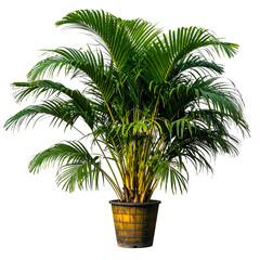 Obraz premium Lush green palm tree in a pot against a black background, showcasing vibrant foliage