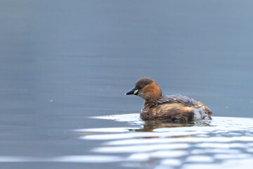 Little grebe, Tachybaptus ruficollis, in winter plumage swimming