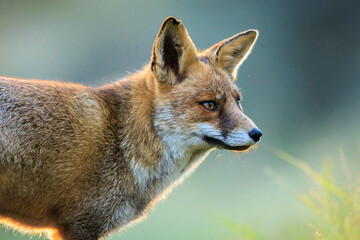 Wild red fox, vulpes vulpes, foraging in a meadow
