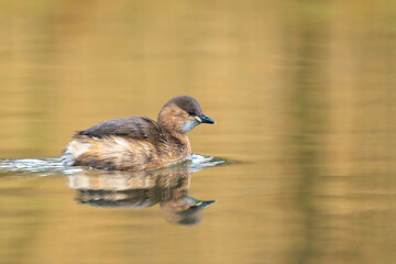 Little grebe, Tachybaptus ruficollis, in winter plumage swimming