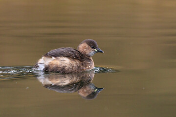Little grebe, Tachybaptus ruficollis, in winter plumage swimming