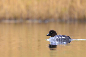 Closeup of a common goldeneye female, Bucephala clangula, waterfowl