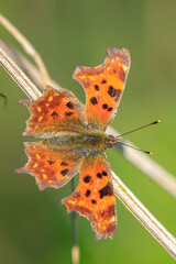 Comma butterfly, Polygonia c-album, resting side view
