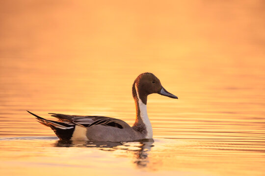 Anas acuta, Northern Pintail male duck swimming during sunset