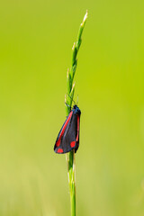 Cinnabar moth, Tyria jacobaeae, resting