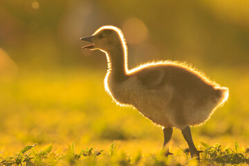 Greylag goose chick, Anser anser, in a meadow during sunset