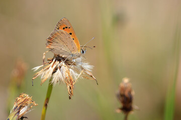Small or common copper butterfly lycaena phlaeas closeup