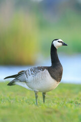 Closeup of a barnacle goose Branta leucopsis in a meadow