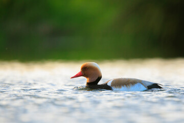 Male red-crested pochard Netta rufina waterfowl, low point of view.
