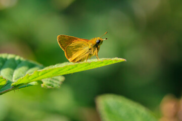 large skipper Ochlodes sylvanus butterfly feeding