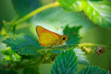 large skipper Ochlodes sylvanus butterfly feeding