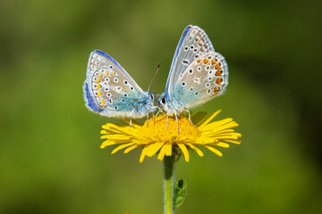 Common blue butterflies Polyommatus icarus couple mating
