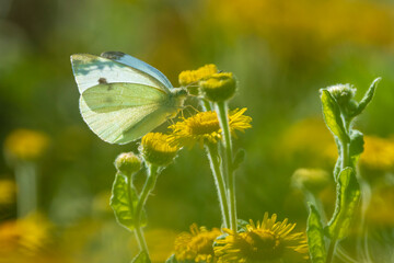 Small white butterfly Pieris rapae