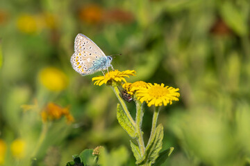 Common Blue butterfly, Polyommatus icarus, pollinating closeup
