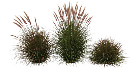 Obraz premium Three Ornamental Grasses with Plumes on transparent transparent background