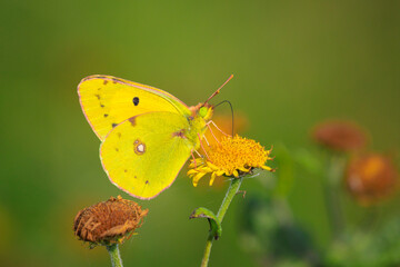 Clouded yellow butterfly, Colias croceus, feeding nectar