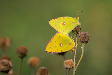 Clouded yellow butterfly, Colias croceus, mating