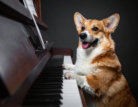 A dog sitting in front of a piano with its paw on a key