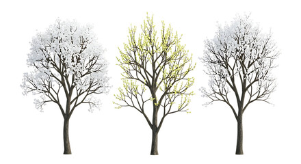 Fototapeta premium Three trees with transparent white and green foliage on transparent background