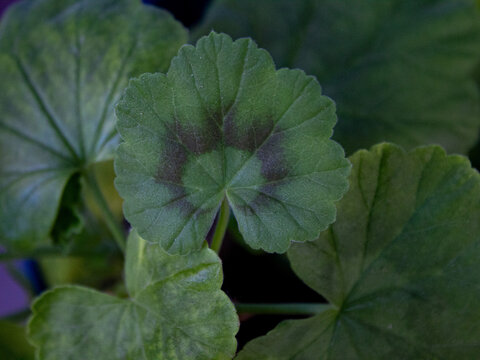 leaves of a plant