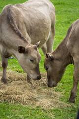 Murray Grey cattle eating hay in green grassy field