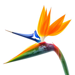 Isolated vibrant Bird of Paradise flower with orange, blue, and green petals