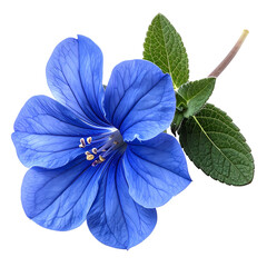 Vibrant blue flower in full bloom with detailed petals, green leaves, and stem against black