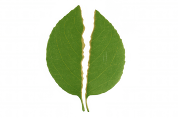 Green leaf torn in half showcasing separation and division, representing broken relationships or environmental damage