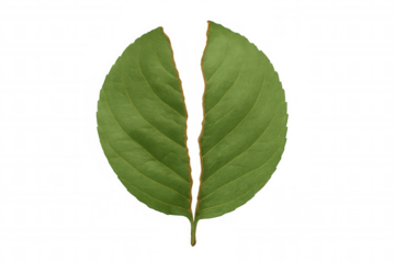 Green leaf broken in the middle, creating two distinct halves, representing concepts of splitting, damage, or dilemma