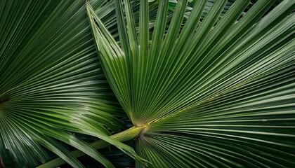Elegant Palm Leaves With Intricate Textures Perfect For Tropical And Nature Inspired Designs