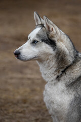 Obraz premium Blue Eyed Sled Dog Sits Looking Left Ears Up