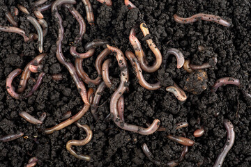Many living earthworms for fishing on wet soil, as background. Garden compost and worms.
