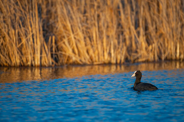 Beautiful Nature Wallpaper: Colorful Bird on Water in Lush Green Summer