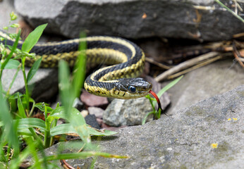 A garter snake, Thamnophis sirtalis, making its way over rocks with its tongue out for guidance