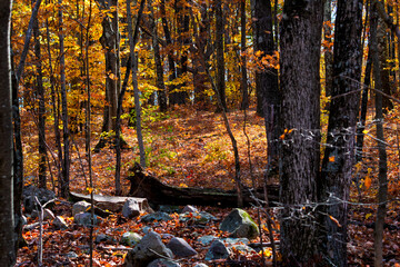 Regrown deciduous mixed north east American forest at ground level in autumn with flattened rock wall in foreground 
