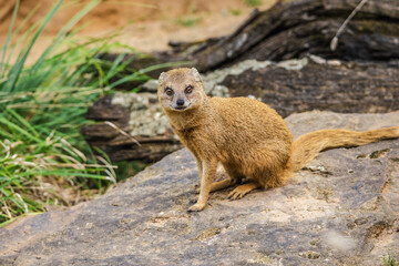 Yellow mongoose sitting on a rock and looking directly at the camera in a natural outdoor habitat.