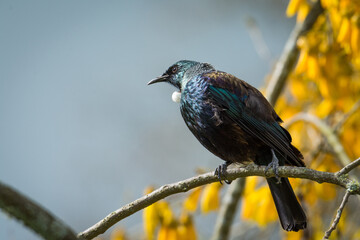 Naklejka premium Tui bird perched in flowering kowhai tree