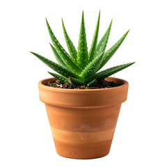 A green aloe vera plant with spiky leaves in a terracotta pot against a black backdrop