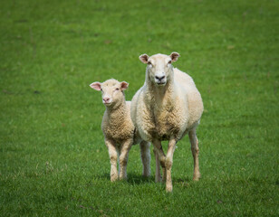 Fototapeta premium mother sheep and her lambs in lush green grassy field