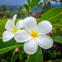 Obraz premium Two white tropical flowers with yellow centers and vibrant green leaves