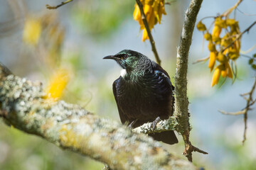 Tui bird perched in flowering kowhai tree