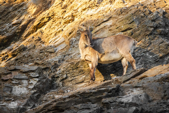 Wild mountain goat standing on a steep rocky cliff in sunlight, showing natural adaptation to rugged terrain.