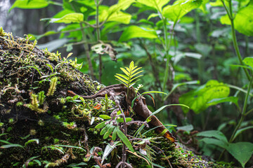 Las pequeñas plantas también crecen en el bosque