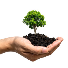 Human hand cradling soil supporting a small tree with green foliage. Black background