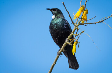 Tui bird perched in flowering kowhai tree